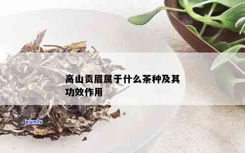 高贡山茶属于什么茶？了解其特点与优势，官方旗舰店购买建议