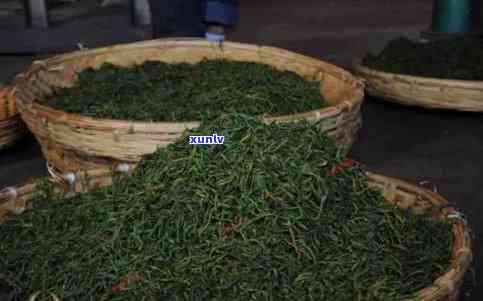 头春的茶叶与二春的有何区别？一文了解两者的不同之处