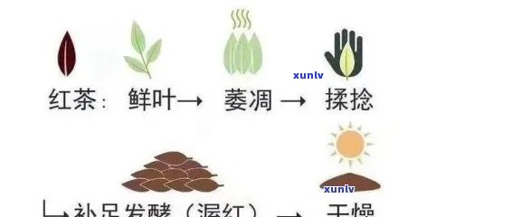 工夫红茶的初制工艺流程：详解图解