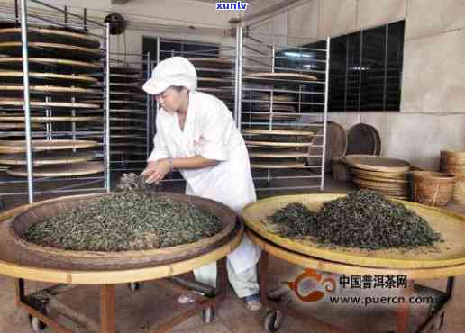 深入探索门红茶 *** 工艺：全过程视频详解