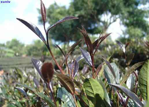 紫鹃红茶特点，探秘紫鹃红茶的独特魅力：口感、香气与保健功效