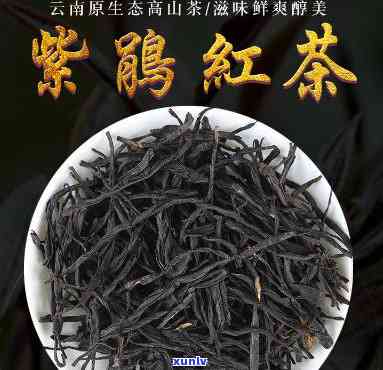 紫鹃红茶是什么茶，「紫鹃红茶」：一种具有独特口感的中国红茶