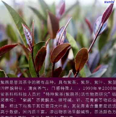 紫鹃红茶是什么茶，「紫鹃红茶」：一种具有独特口感的中国红茶