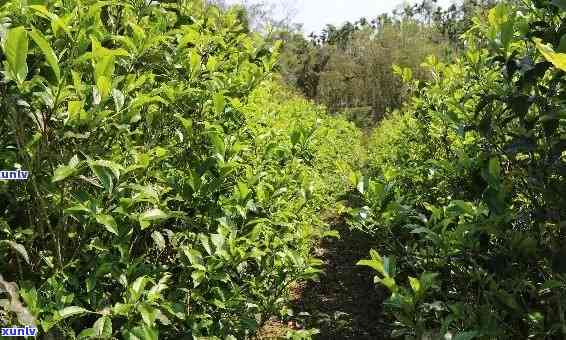  *** 红茶的茶树品种及特点介绍