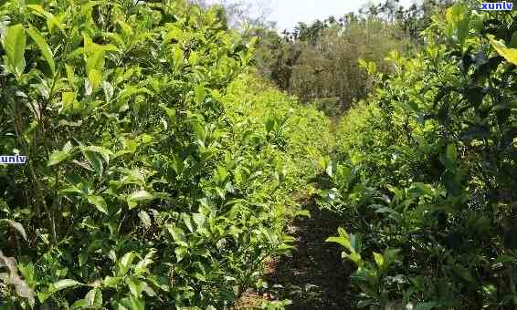 适制红茶的茶树品种-适制红茶的茶树品种有哪些