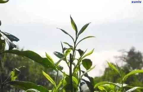 表达老茶的句子，品味岁月沉淀：探究老茶的独特魅力