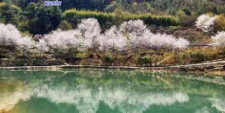 青茶冲泡全过程：视频与图片教程