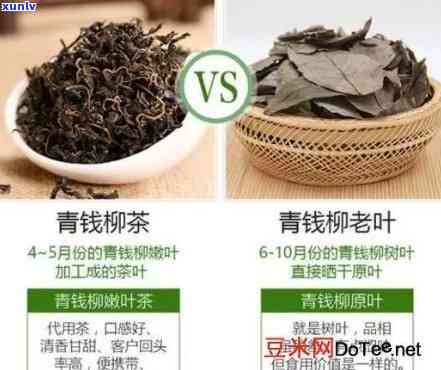 青钱柳茶的四大禁忌-青钱柳茶的四大禁忌和副作用