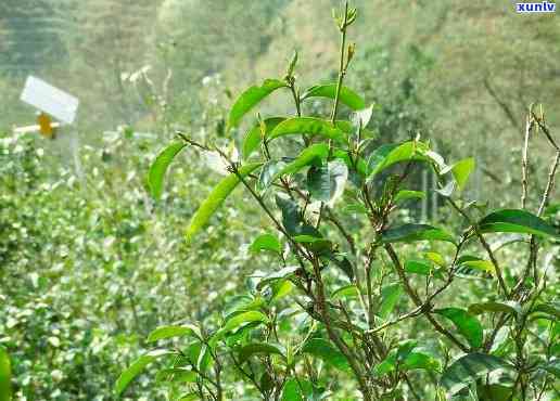 勐库东半山茶的特点-勐库东半山茶叶特点