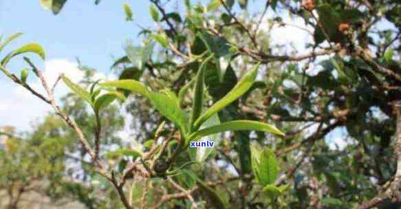 勐库东半山茶的特点-勐库东半山茶叶特点