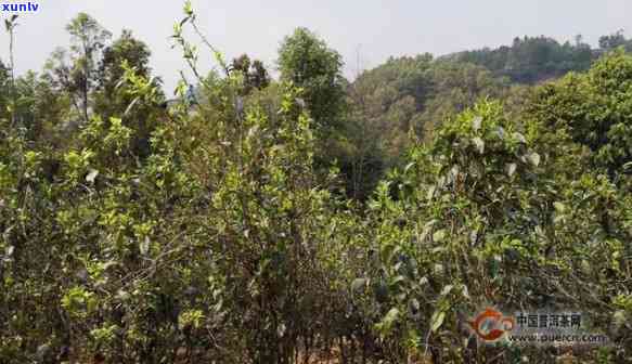 勐库东半山茶的特点-勐库东半山茶叶特点