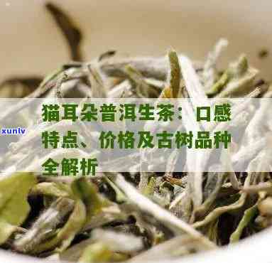 倚邦猫耳朵茶价格，探秘高品质生活：倚邦猫耳朵茶价格全解析