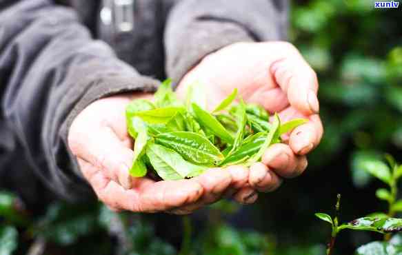 国有林茶叶，探索国有林中的珍贵茶叶资源