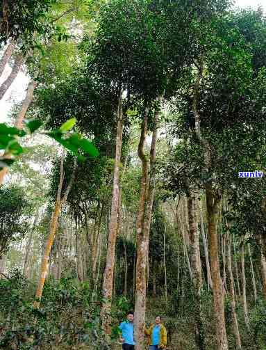 国有林高杆茶的特点-国有林高杆古树