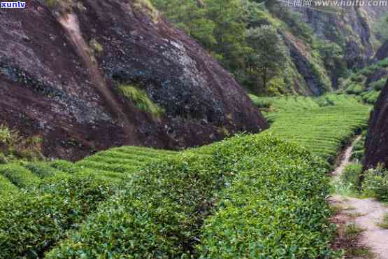 武夷山占茶的特点-武夷山占茶的口感