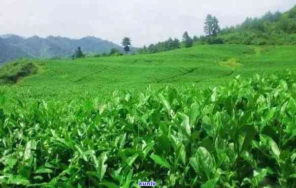 梵净山翠峰茶特点介绍：高清图片解析与详细说明