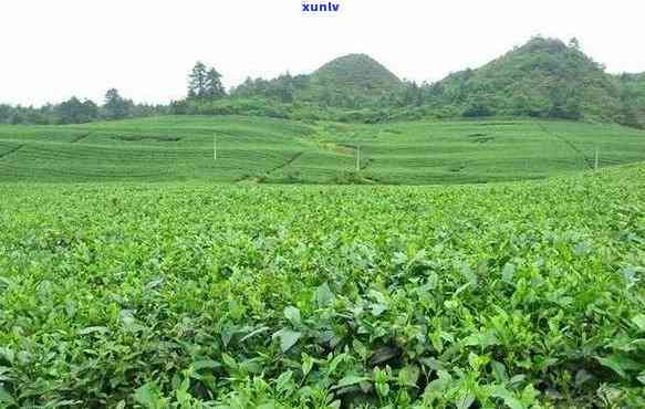 梵净山翠峰茶特点介绍：高清图片解析与详细说明