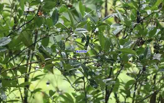 果敢楂子树古树茶，探寻果敢的古树茶：楂子树的独特韵味