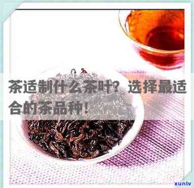 占品种最适宜 *** 什么茶？探讨其适合 *** 的茶叶种类