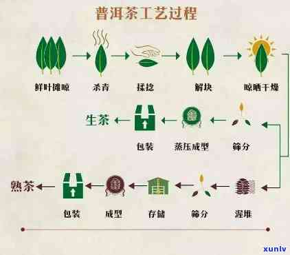 各大茶类加工工艺，探索茶叶世界的奥秘：解析各大茶类的加工工艺