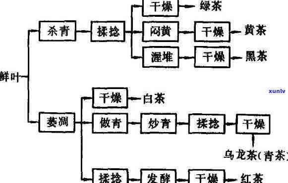 深入解析各类茶的加工工艺及其品质特点与流程