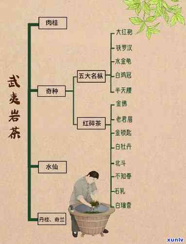 深入解析各类茶的加工工艺及其品质特点与流程