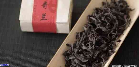 武夷山奇兰茶的特点-奇兰茶多少一斤