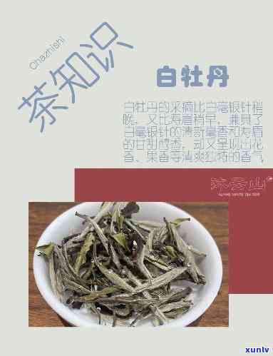 白牡丹茶的口感特点-白牡丹茶的口感特点是什么