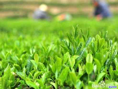 以下哪春茶的特点-以下哪春茶的特点是正确的