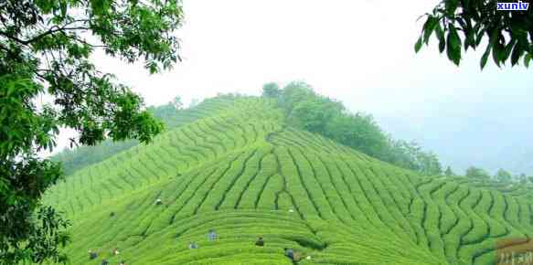 宜宾县天宫茶海5a景区，【四川】宜宾县天宫茶海5A级旅游景区