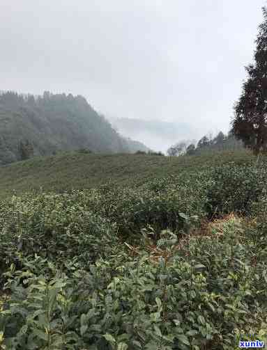 宜宾天宫山茶的特点-宜宾天宫山茶海