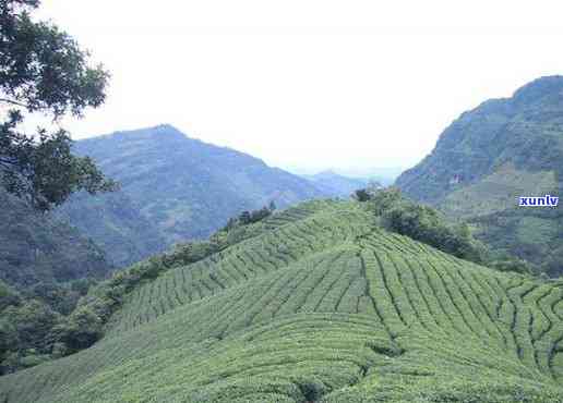 宜宾天宫山茶的特点-宜宾天宫山茶海