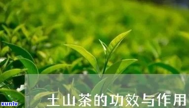 土茶的功效与作用点-土茶的功效与作用点是什么