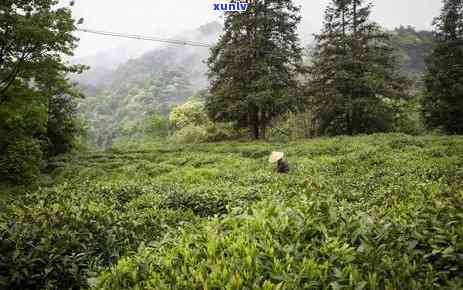 门红茶怎么做出来的，「门红茶的 *** 过程」：详解经典红茶的诞生