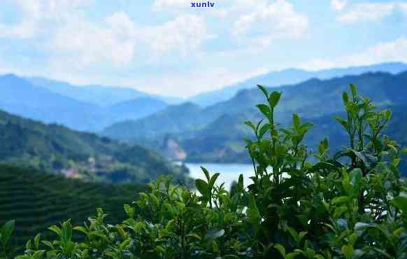 遂川狗牯脑茶厂官网，探访遂川狗牯脑茶厂官网，熟悉中国传统名茶的魅力！