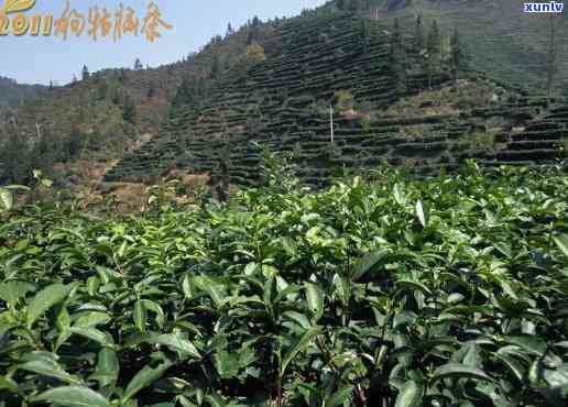 遂川狗牯脑茶厂官网，探访遂川狗牯脑茶厂官网，了解中国传统名茶的魅力！