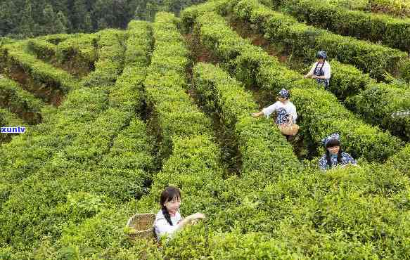 狗牯脑茶的等级划分-狗牯脑茶等级划分标准