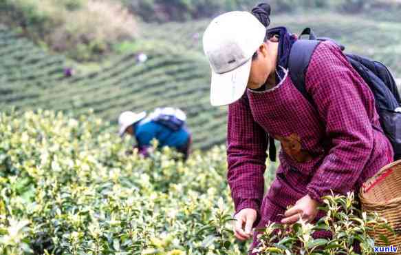 寻找新茶？宜哪里有喝新茶的好去处！