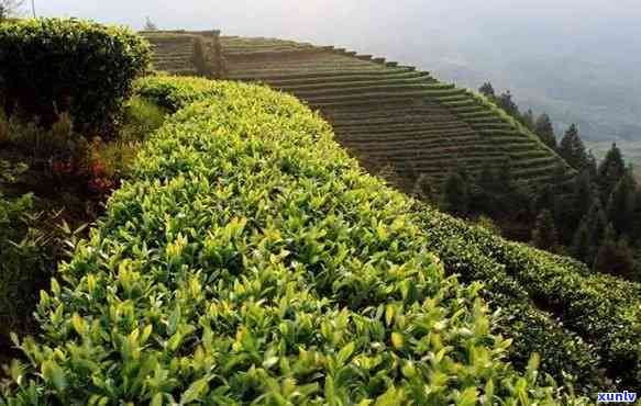 宜哪里有喝新茶的-宜哪里有喝新茶的地方