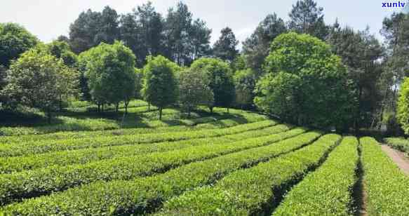 都江堰哪儿有卖茶的-都江堰哪儿有卖茶的地方