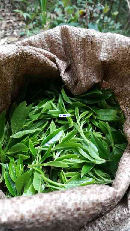 一年几斤茶叶，了解你的茶：一年应该喝多少斤茶叶？