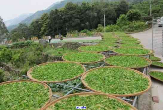 潮州单丛茶 *** 工艺，《探寻千年古韵：潮州单丛茶 *** 工艺》