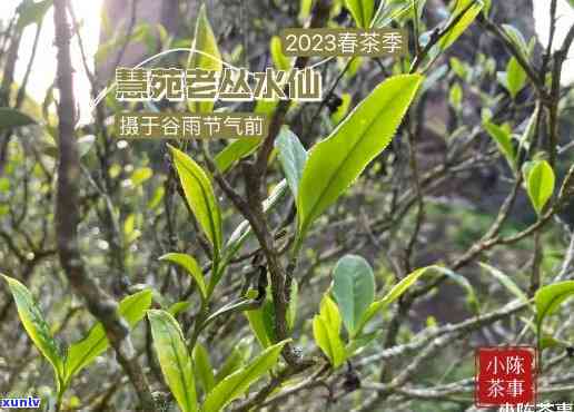 大益普洱茶加盟费用及全面解析：投资门槛、利润分析等一应俱全