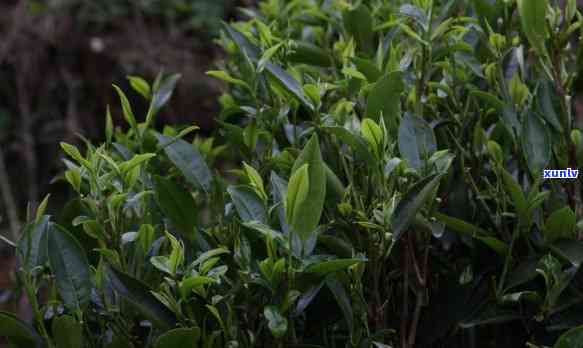 单丛茶的品种有哪些种类，探究单丛茶的品种多样性：了解常见的单丛茶种类