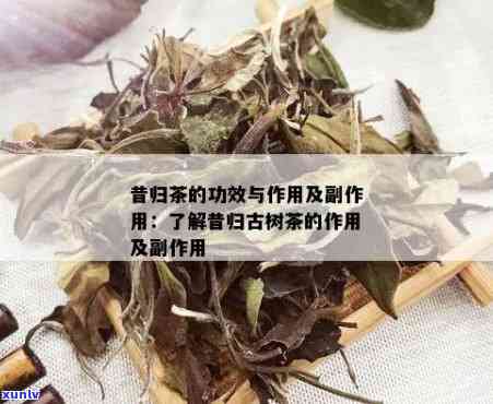 归昔茶的功效与作用-归昔茶的功效与作用及禁忌