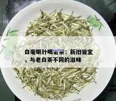 探究白毫银针老茶的独特口感与滋味