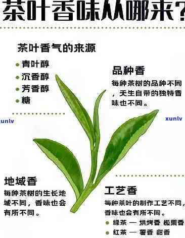 什么茶味道香浓，探秘茶叶世界：哪些茶叶的味道最香浓？