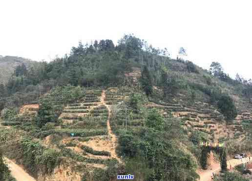 梧州种茶的是哪条村-梧州种茶的是哪条村