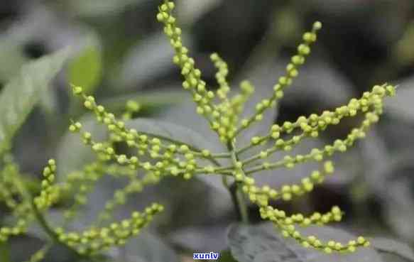 珠兰花茶的功效与禁忌，探秘珠兰花茶的神奇功效与饮用禁忌