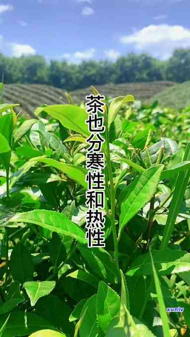 仲茶是寒性还是热性，解析仲茶的性质：它是寒性还是热性？